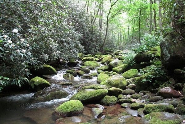 rocky stream in the smoky mountains