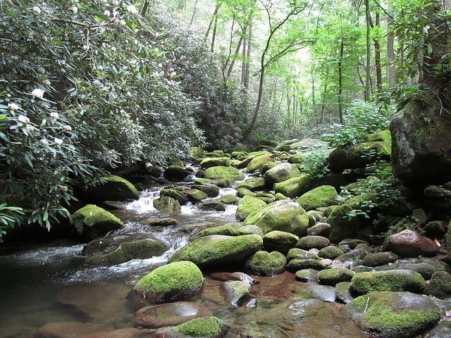 rocky stream in the smoky mountains